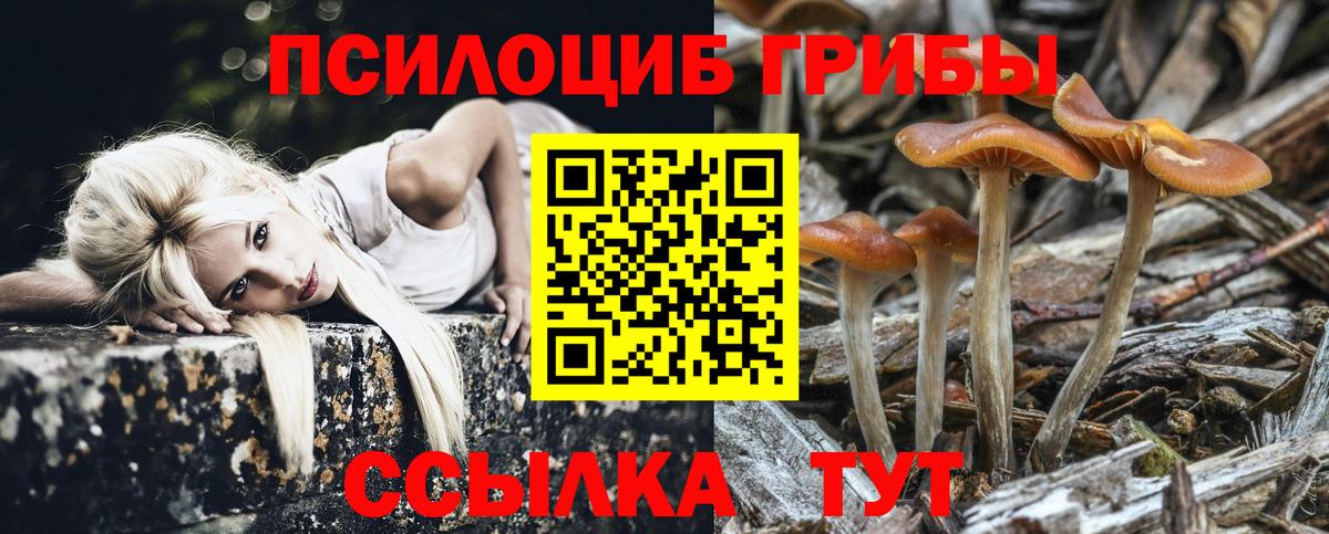 Галлюциногенные грибы Psilocybine cubensis  закладки  Псилоцибиновые грибы мицелий  Вологда 